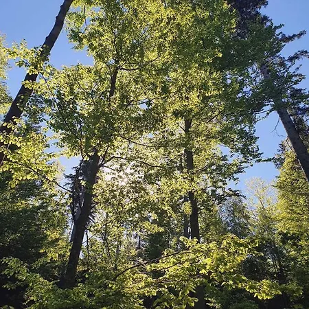 度假居 Forest 拜尔里舍艾森施泰恩
