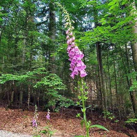 Holiday home Forest *